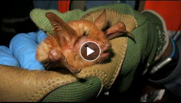 Scientists Discover ‘Striking’ New Species Of Bright Ginger Bat